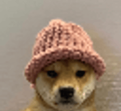 Image for dogwifhat (WIF) Price Tops $0.38 on Exchanges