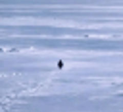 Image for Nietzschean Penguin  Trading 47.7% Lower  This Week (PENGUIN)