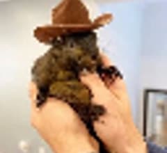 Image for Peanut the Squirrel (PNUT) Price Up 2.9% Over Last Week