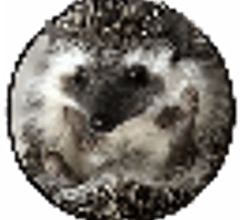 Image for Shrub 24-Hour Trading Volume Tops $238.70 Thousand (SHRUB)