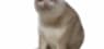 Cash Cat  Reaches One Day Volume of $50.07 Million
