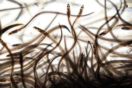 Baby eels swim in a tank after being caught in the Penobscot River in Brewer, Maine, May 15, 2021