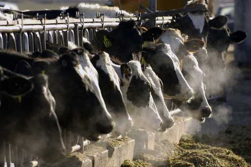 A line of Holstein dairy cows feed through a fence at a dairy farm in Idaho on March 11, 2009