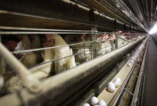 Chickens stand in their cages at a farm, November 16, 2009, near Stuart, Iowa