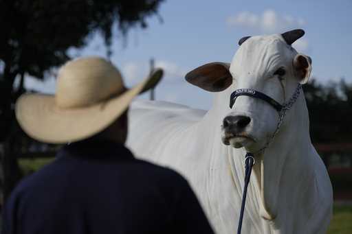 A stockman watches over the Nelore cow known as Viatina-19 at a farm in Uberaba, Minas Gerais state…