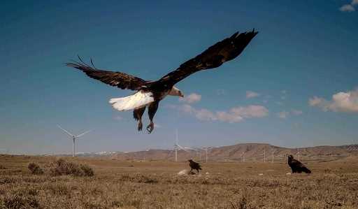 This trail camera still image provided Mike Lockhart shows a bald eagle is seen landing on a trap s…