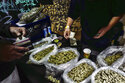 Double dealing: Legal, illicit blur in California pot market