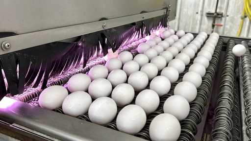 Eggs are cleaned and disinfected at the Sunrise Farms processing plant in Petaluma, Calif