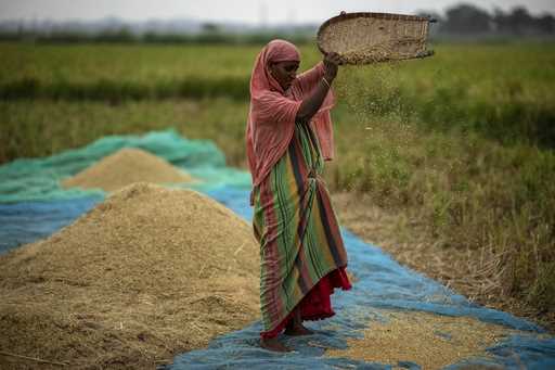 A farmer drops rice crop while working in a paddy field on the outskirts of Guwahati, India, on Jun…