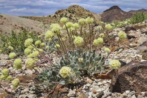 This photo provided by the Center for Biological Diversity shows a Tiehm's buckwheat plant near the…