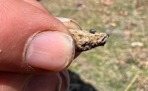 This photo provided by Lynne Buckner shows a Kings River pryg, a springsnail found in 13 isolated s…