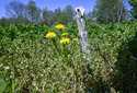 Last seasons plant stalks are seen at Seth Jacobs' marijuana planting field at his Slack Hollow far…