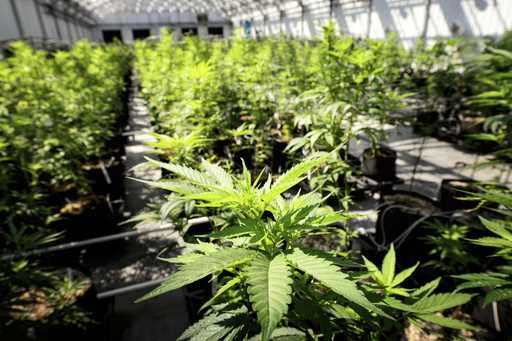 Marijuana plants grow at a Minnesota Medical Solutions greenhouse on May 5, 2015, in Otsego, Minn