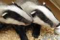 Two badger cubs are seen in the Szeged Game Park in Szeged, south of Budapest, Hungary, on April 12…