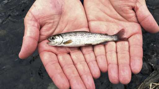 A juvenile coho salmon is held by a fish biologist at the Lostine River, March 9, 2017, in Lostine,…