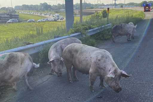 This photo provided by the Minnesota State Patrol shows pigs running loose on a metro highway after…