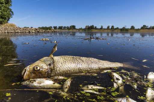 A dead chub and other dead fish are floating in the Oder River near Brieskow-Finkenheerd, eastern G…