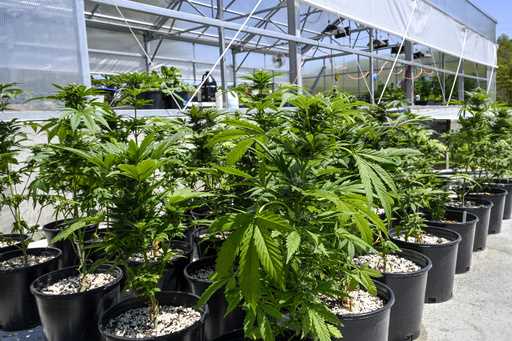 Marijuana plants are seen at a secured growing facility in Washington County, N