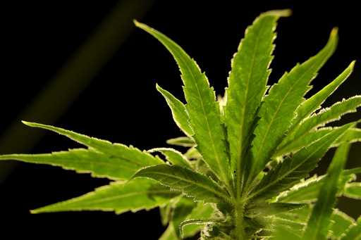 A marijuana plant is visible at a medical marijuana dispensary in Egg Harbor Township, N
