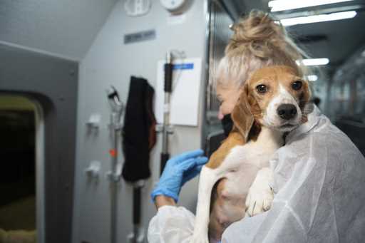 IMAGE DISTRIBUTED FOR THE HSUS - An HSUS Animal Rescue Team member carries a beagle into the organi…