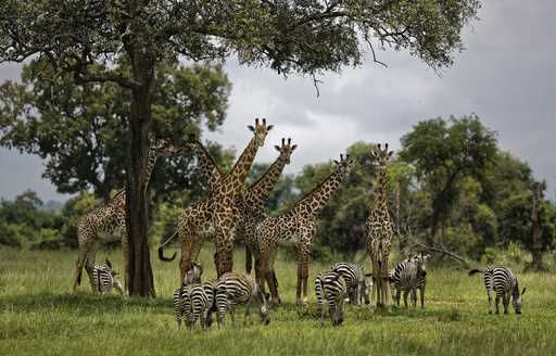 Giraffes and zebras congregate under the shade of a tree in the afternoon in Mikumi National Park, …