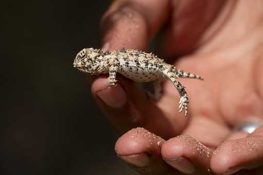 A California Horned Lizard is temporary held for classification during a botanical expedition with …