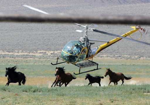 A livestock helicopter pilot rounds up wild horses from the Fox & Lake Herd Management Area on July…