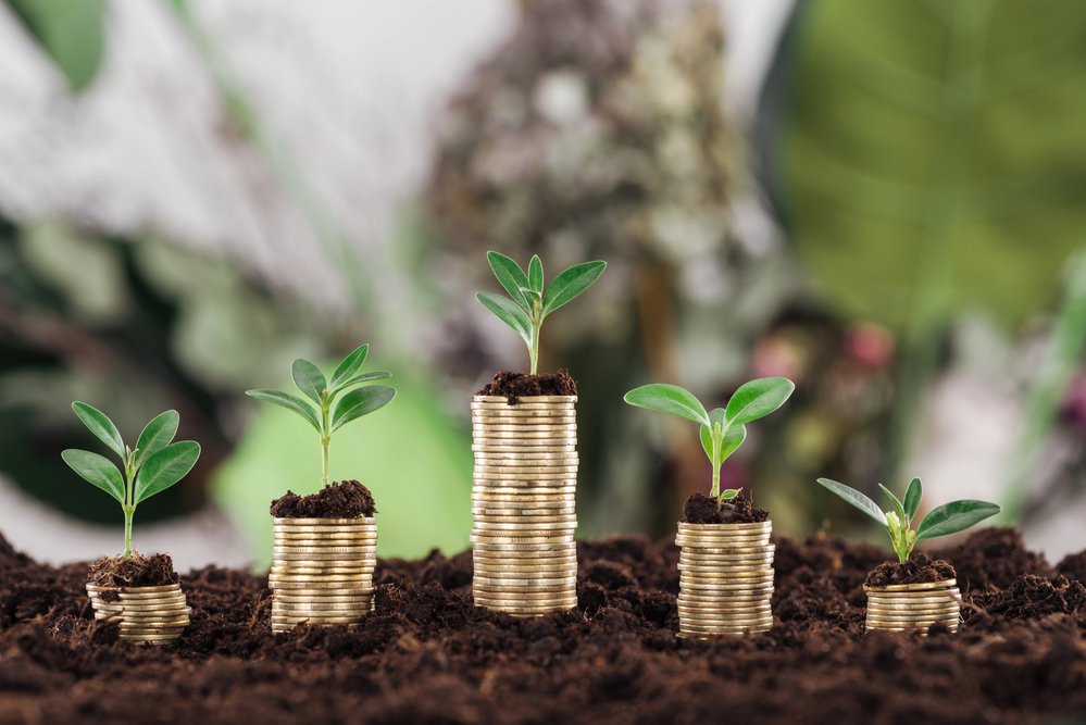 gold coins plant growth