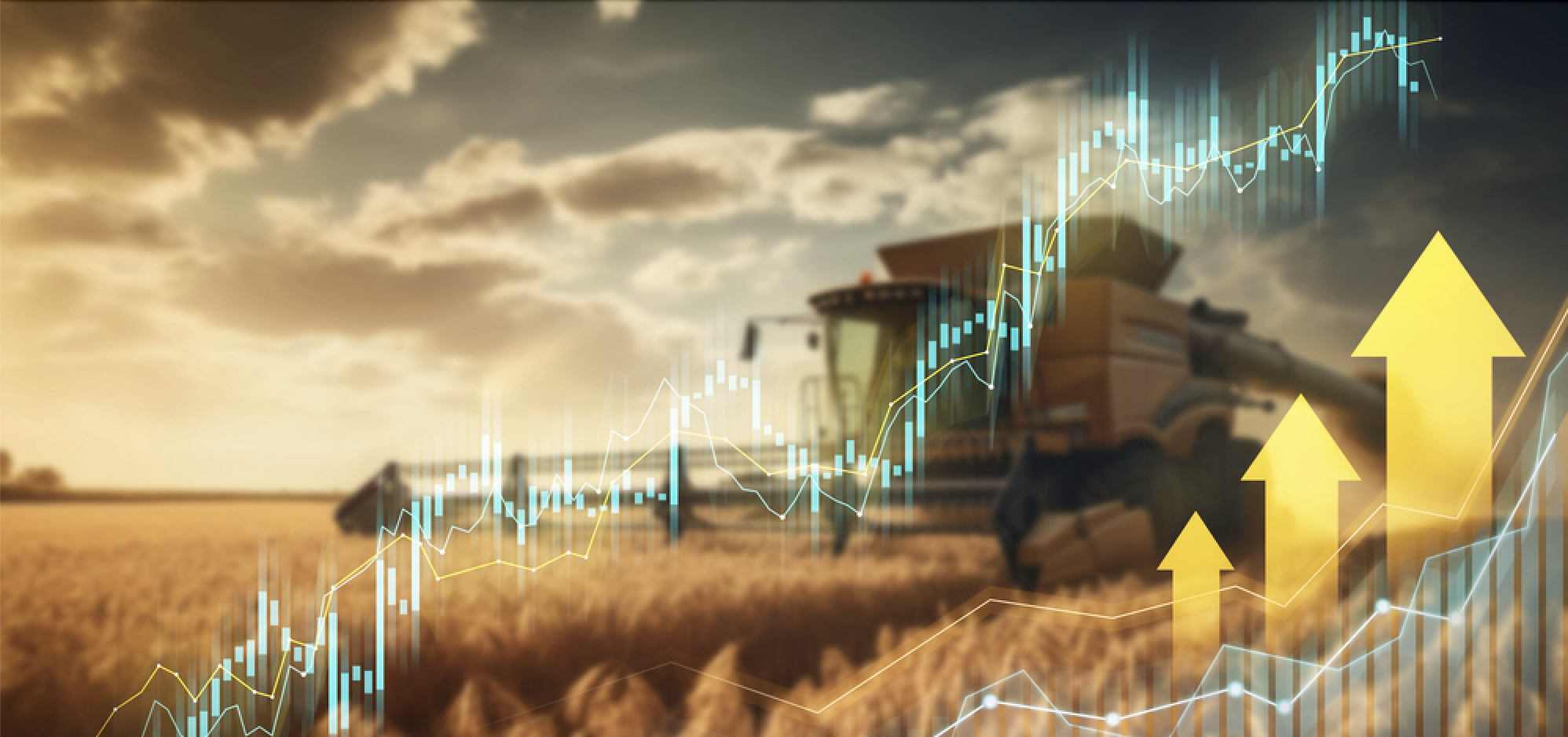Sunset over wheat fields with a combine harvester and financial increase graphs — Photo