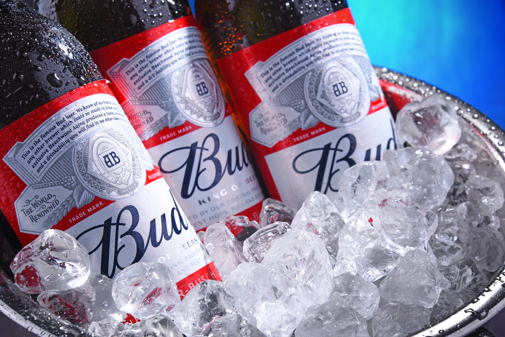 Close-up of Budweiser beer bottles chilled in a metal bucket filled with ice.