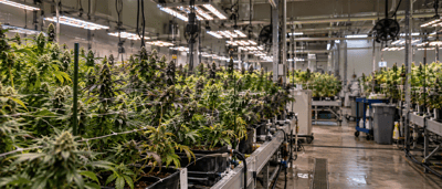 Curaleaf’s Higher Aurora Bid Raises the Stakes in Cannabis Consolidation