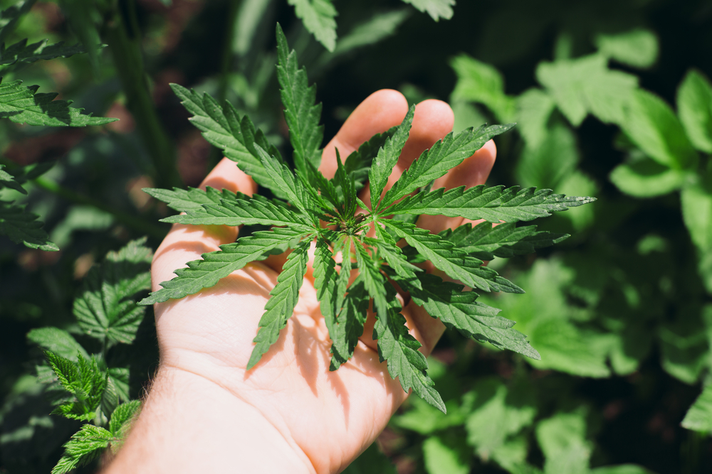 It&rsquo;s Time To Start Buying Tilray Again