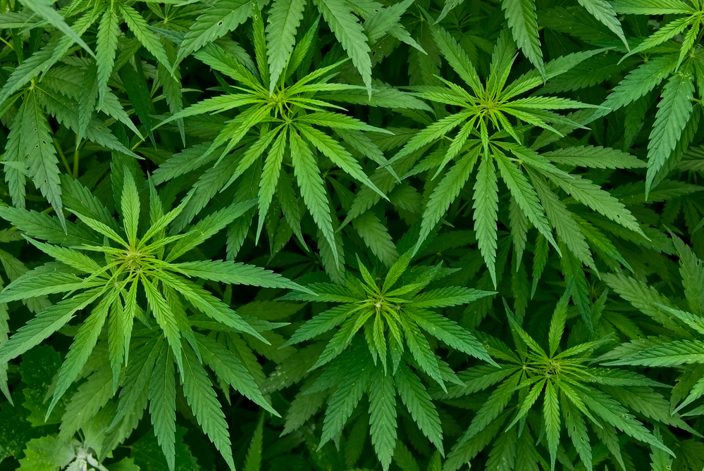 Three Reasons It&rsquo;s Time To Get Bullish On Organigram