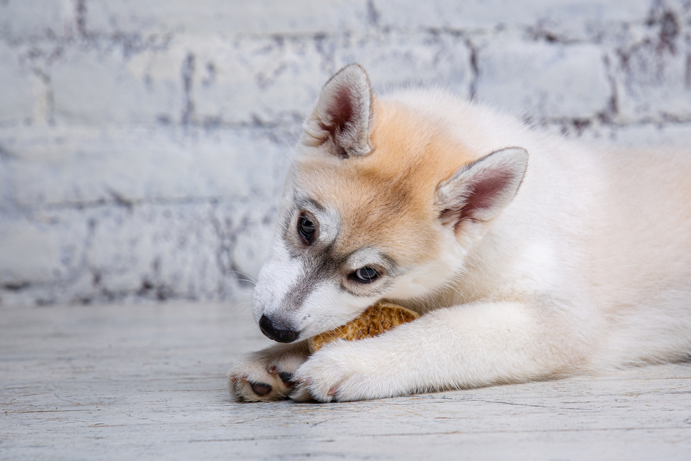 Chewy Stock is Not All Bark and No Bite 