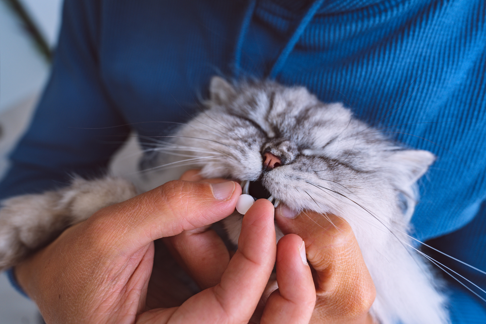 If PetMeds Is A Good Buy There Will Be A Better Signal&nbsp;