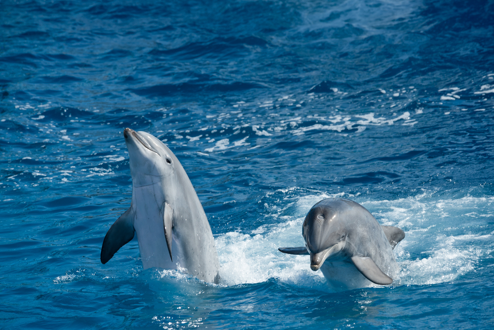 SeaWorld Entertainment Stock Can be Caught on the Downdraft