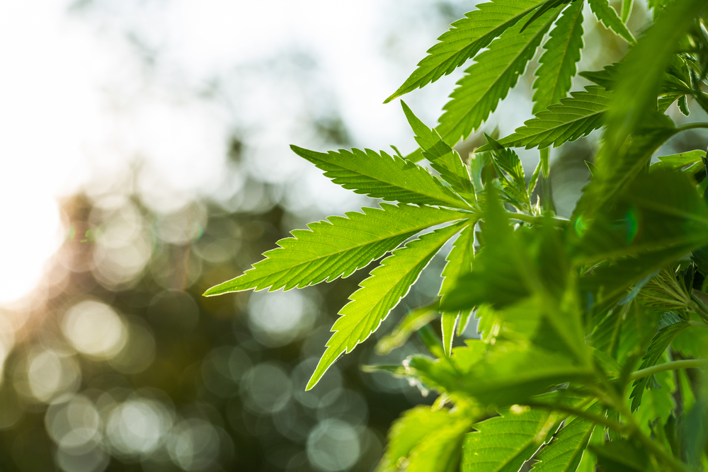 Bright Green Corporation Future May be Getting Brighter