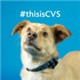 CVS Group plc stock logo