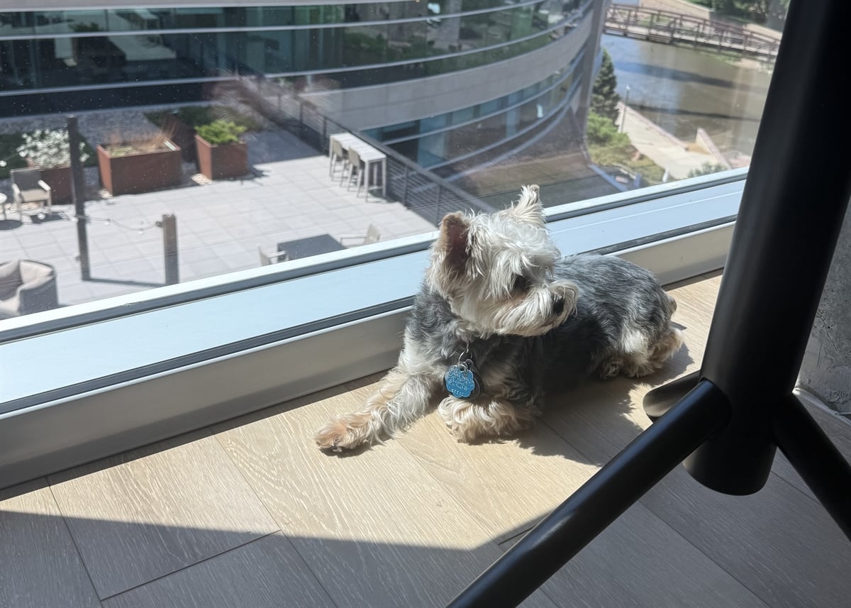 Dog visiting the MarketBeat office