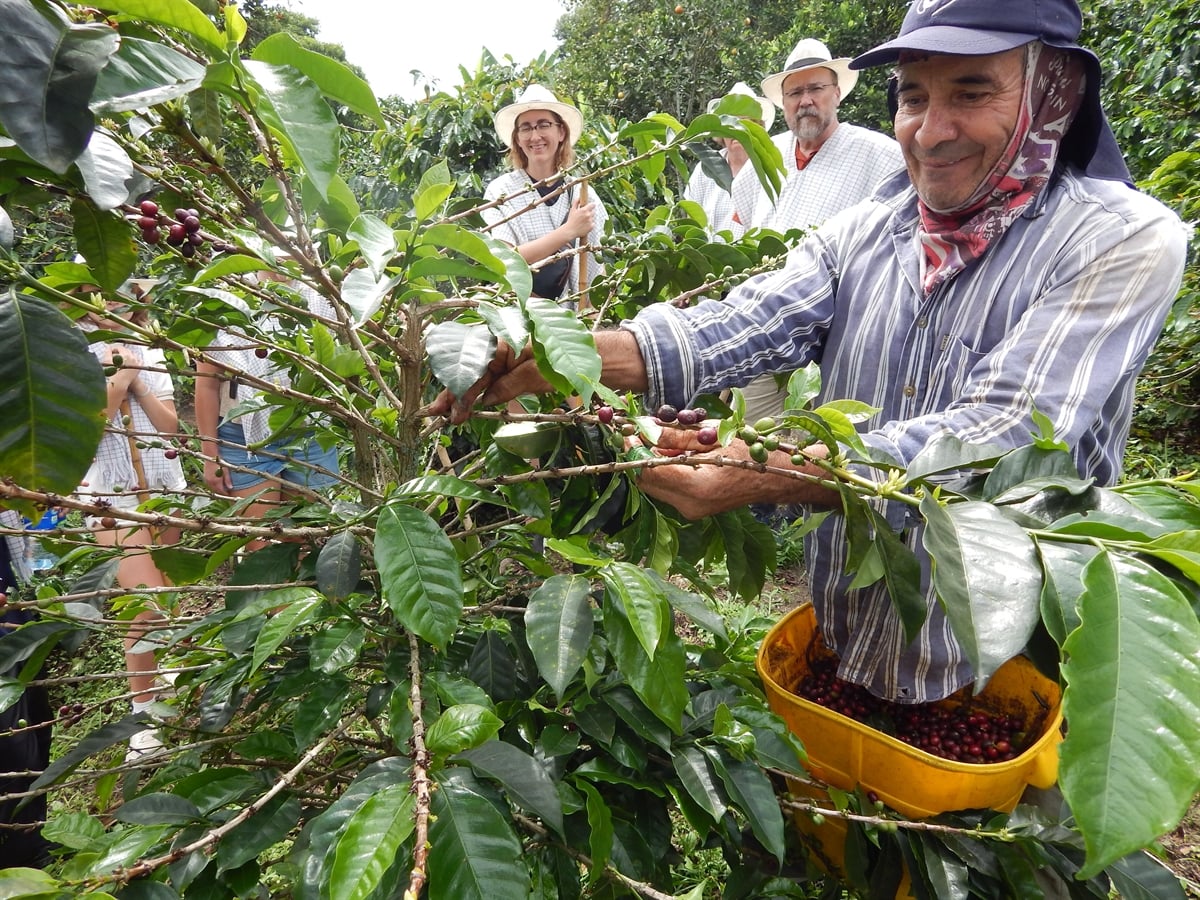 coffee tree