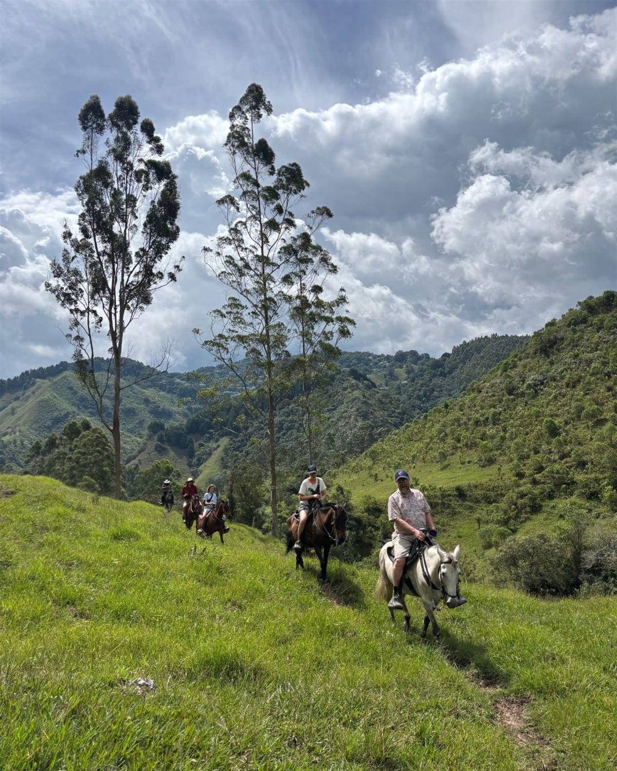 horses in bogota