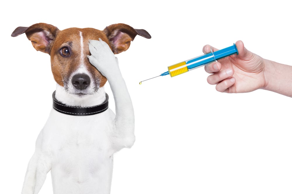 PetMed Express (NASDAQ: PETS) Stock: Top Dog in Online Pet Pharmacies