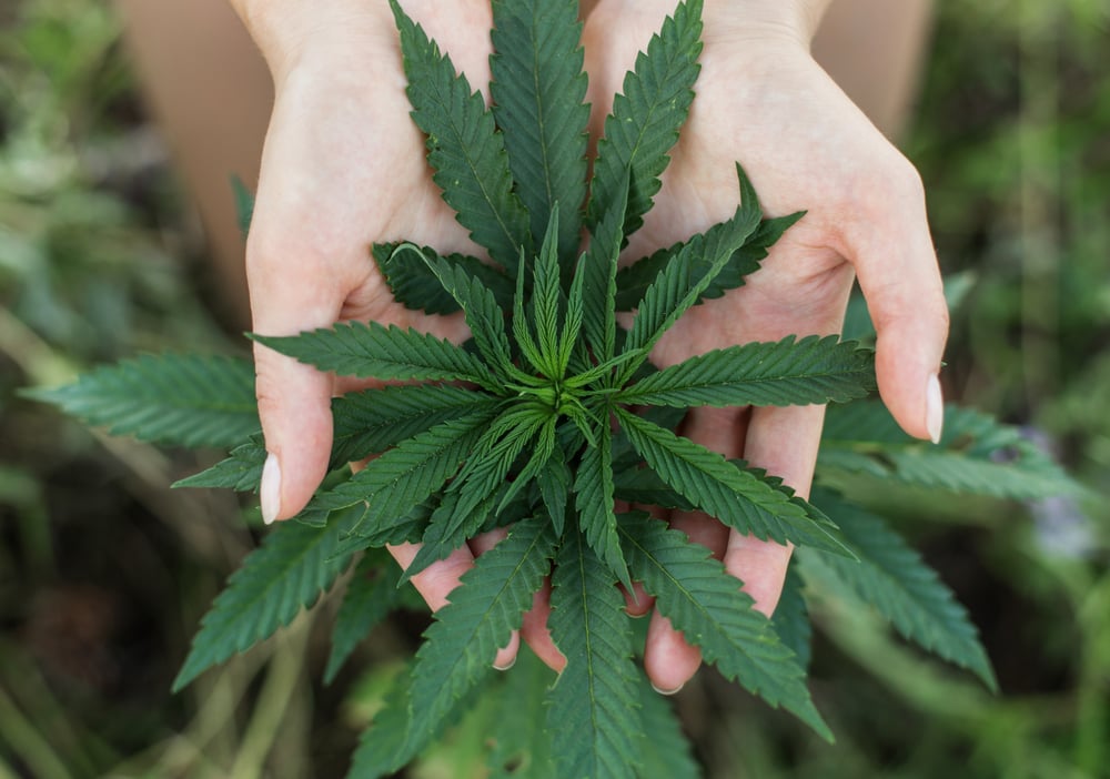 GrowGeneration Stock (NASDAQ:GRWG): A Blooming Cannabis Company?