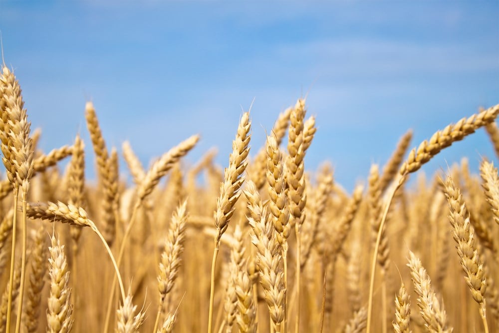 Wheats stocks forecast 
