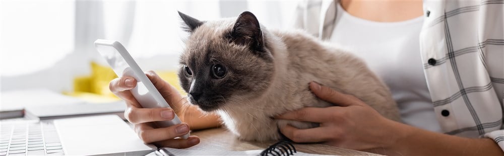 cat staring into phone