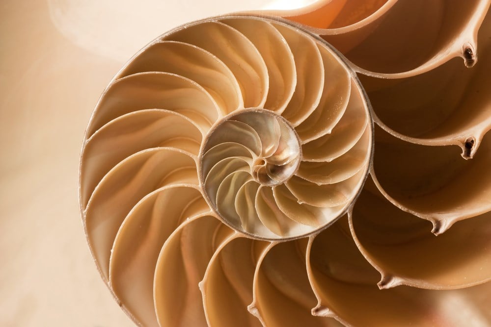 How to use fibonacci retracement: Fibonacci reflects items in nature like this nautilus shell, pictured.
