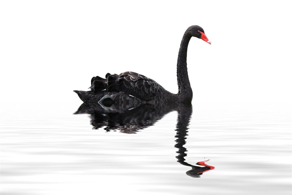 black swan floating on water of  pond