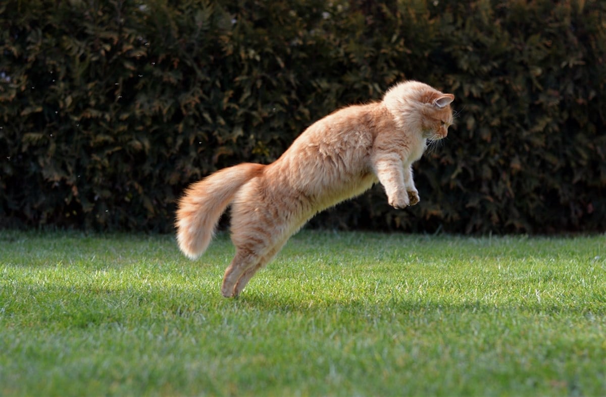 What is a dead cat bounce? Image of a cat jumping