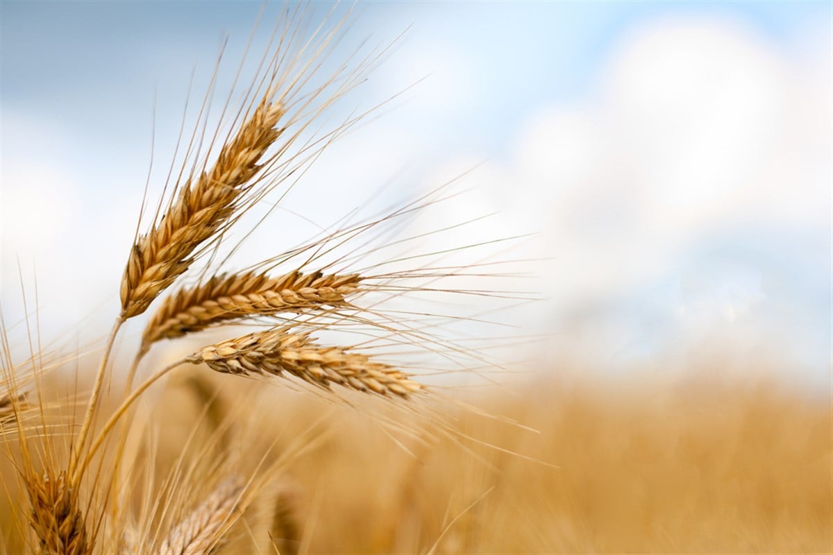 Close up of ripe wheat ears against beautiful sky with clouds. Learn more about how to invest in wheat.