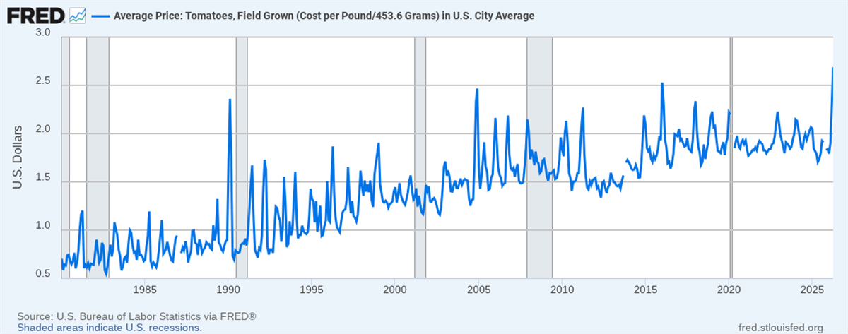 FRED line chart showing U.S. average field-grown tomato prices.